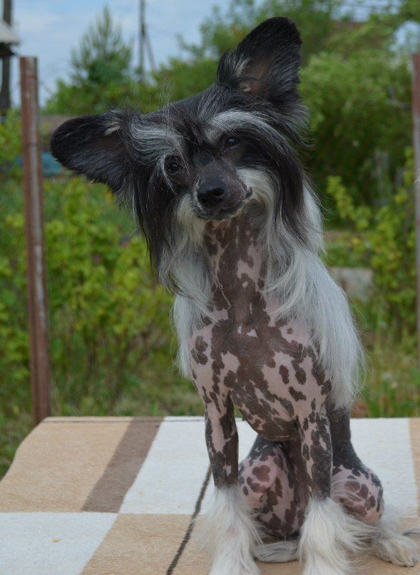 Ognenny Lotos Zolotko Elis