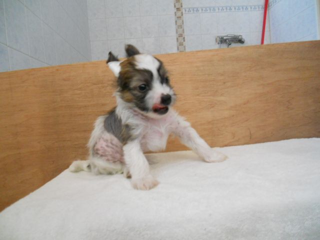 Magic'N Mystic Only Date Models