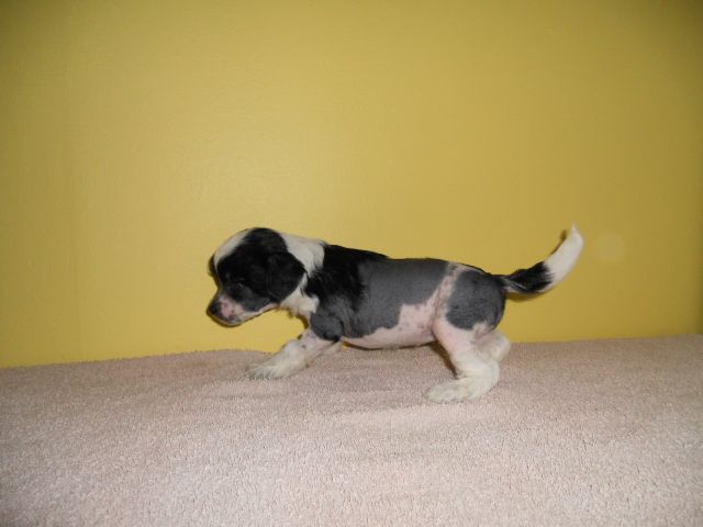 Magic'N Mystic Pardon My Pleasure