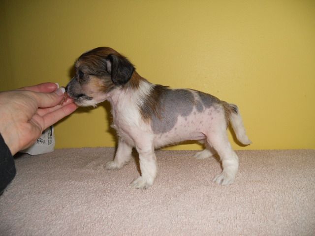 Magic'N Mystic Puss In Boots