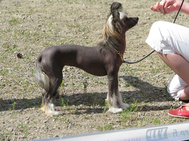 Kultatuulen Wiltshiren Kreivitär