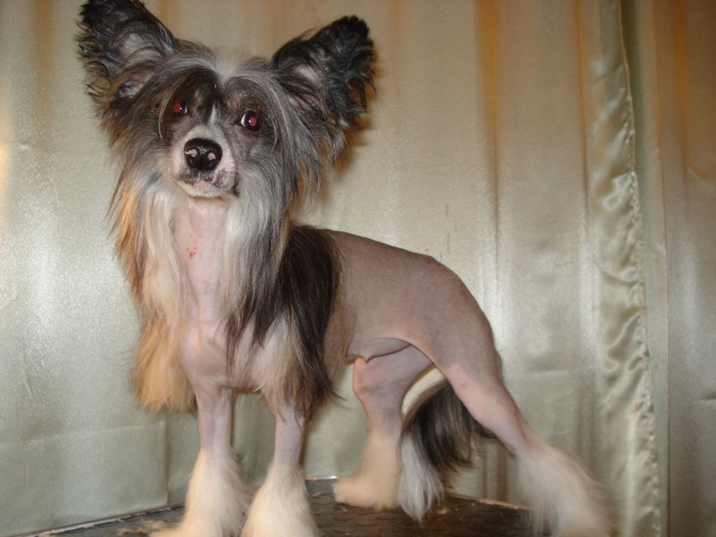 Orero Lovely Yantai Shiawase