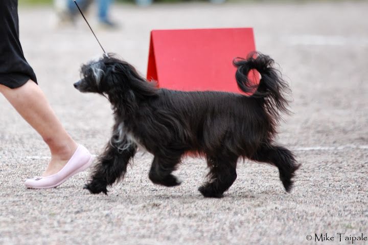 Lady Buck's All You Need Is Love