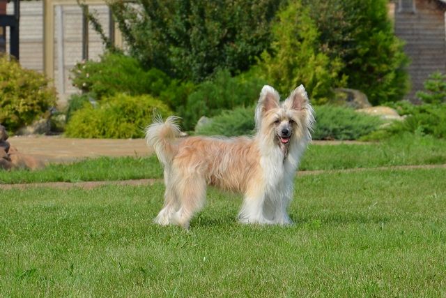 Shirli Mirli ot Volnogo Psa