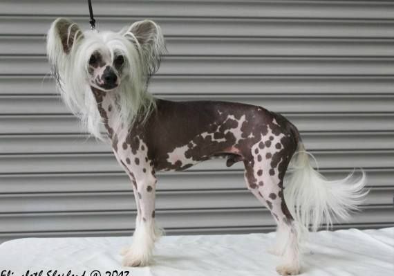 Peter Pan at Sarelidan