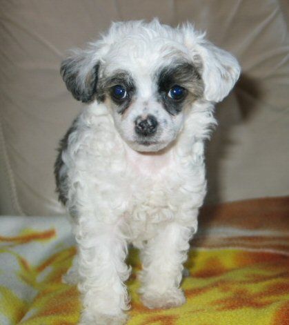 Luigi of Petrina's Hope