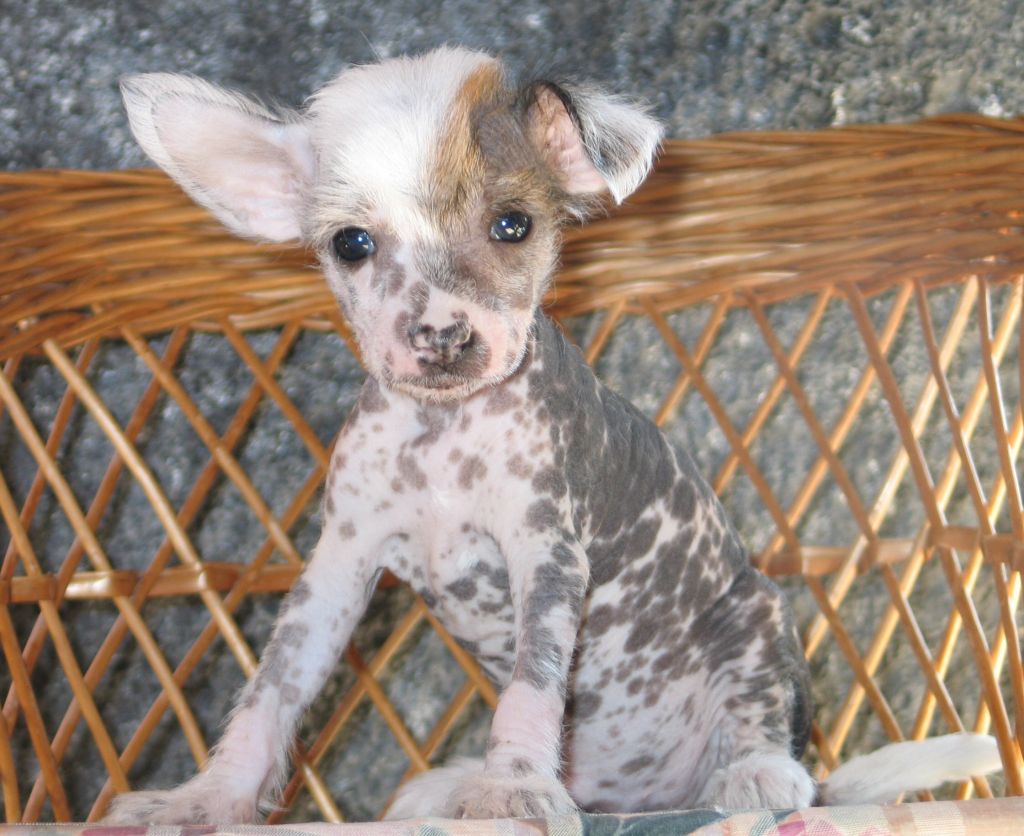 Lodewijk of Petrina's Hope