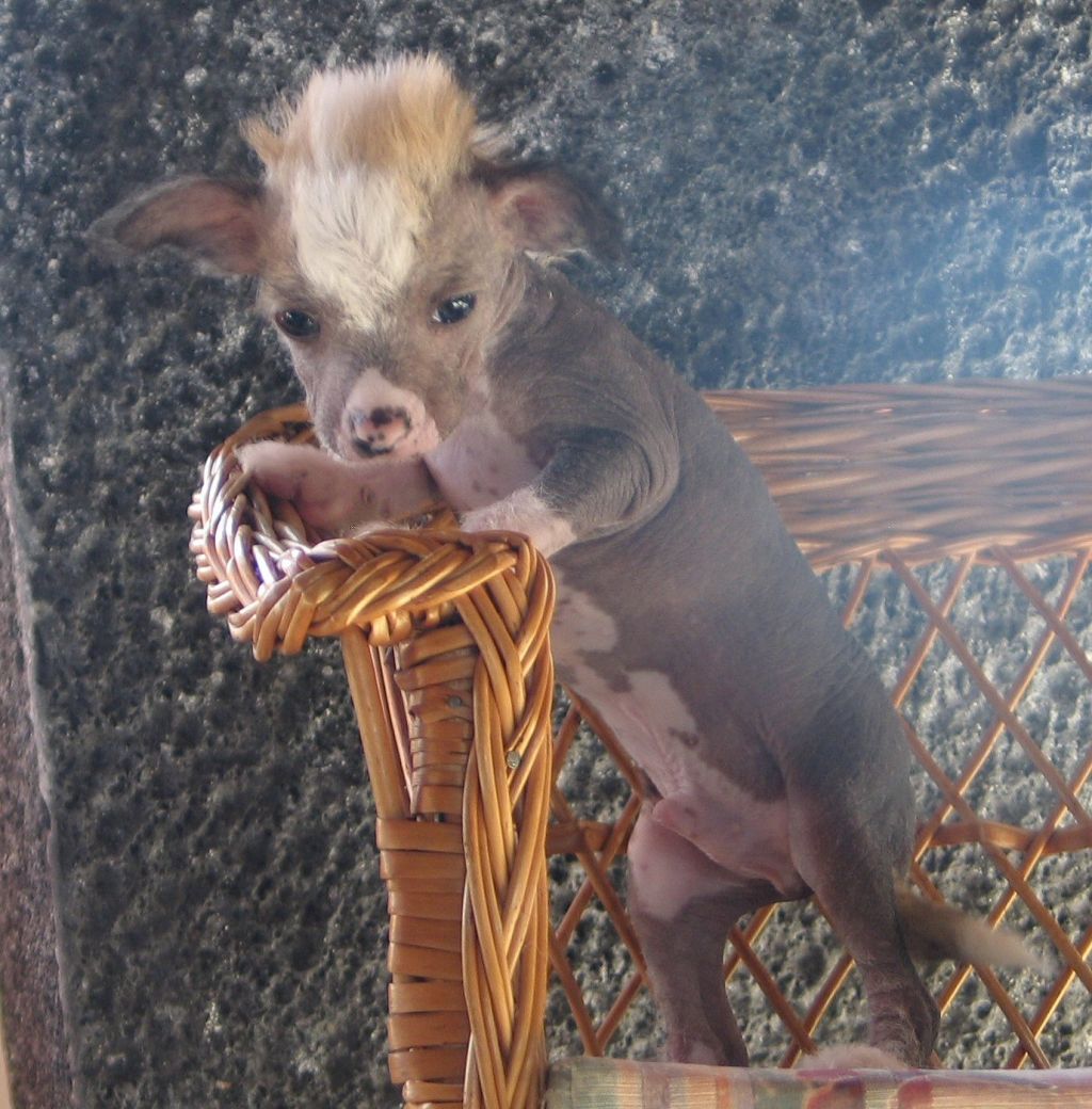 Lesmeagol of Petrina's Hope