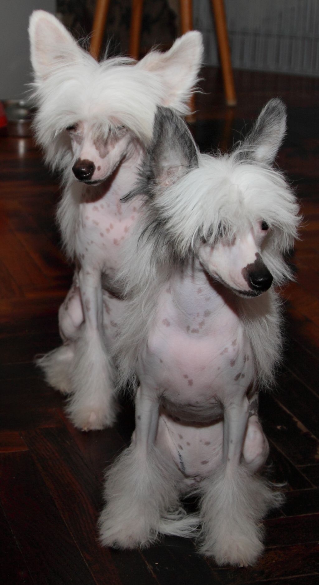 Premier Mari Laura Style