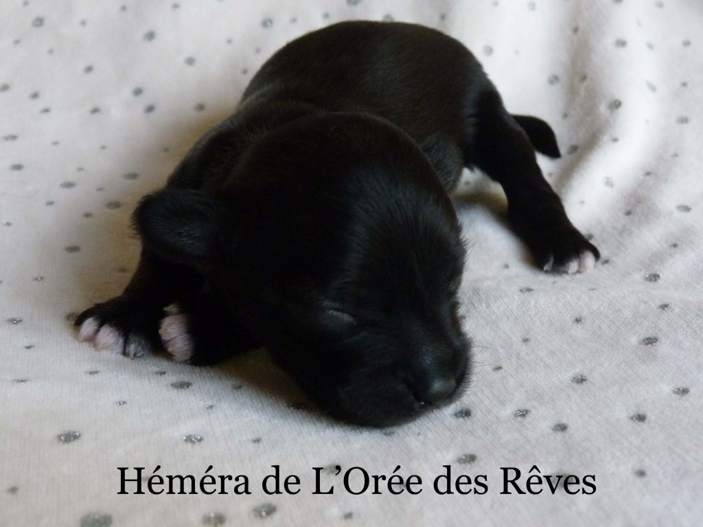 Héméra de L'Orée des Rêves