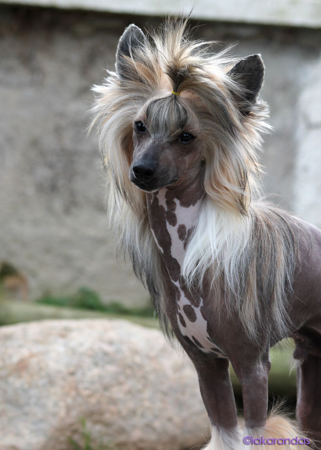 iakarandas Babe I'm on Fire