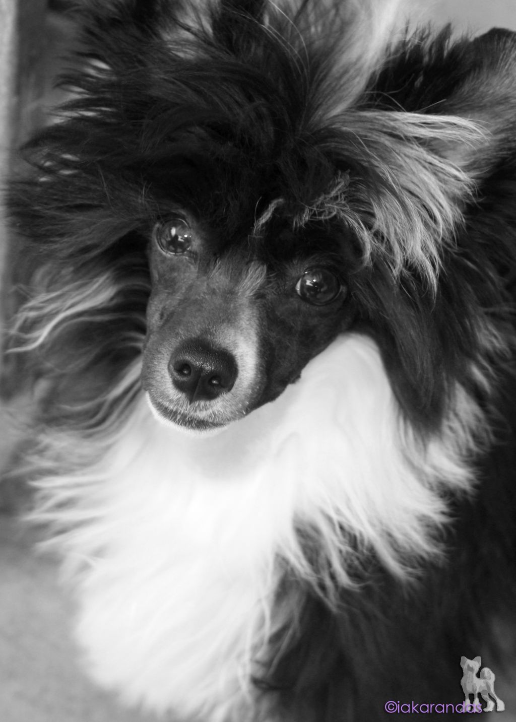 iakarandas Bye, Bye Love