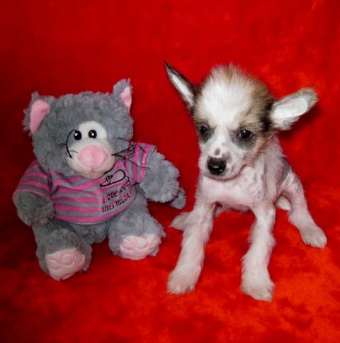 Iroslava Markiza Angelov