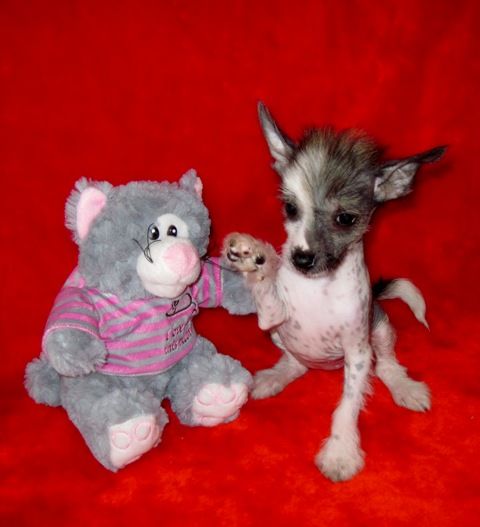 Iroslava Malenkaja Feja