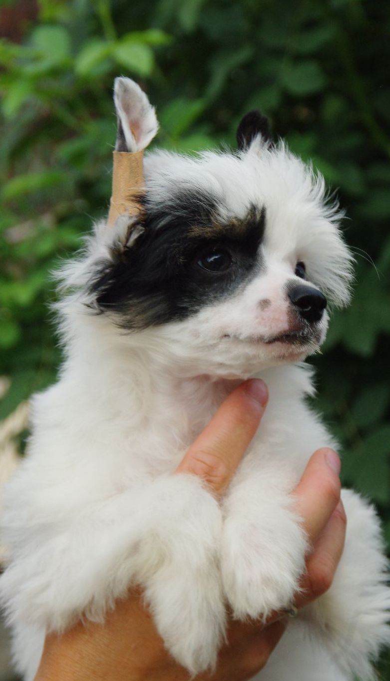 Rainbow Flower Gang Arctic Lord