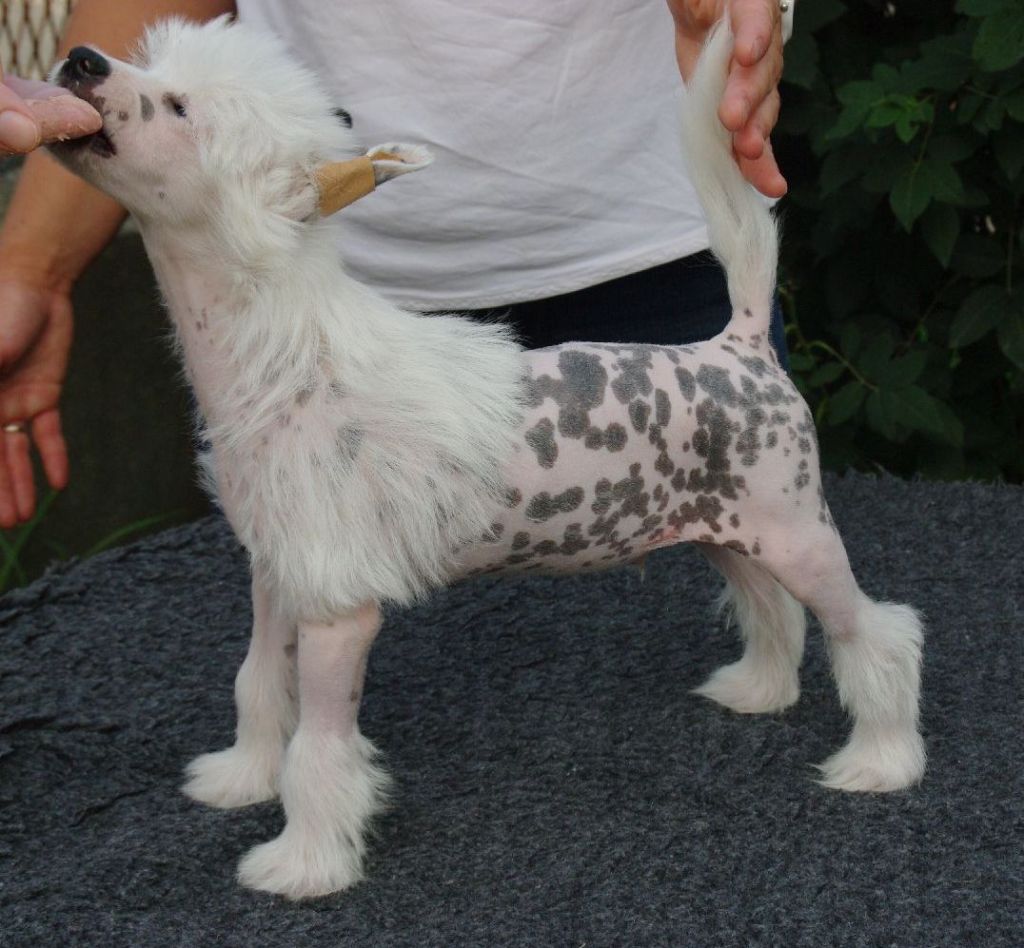 Rainbow Flower Gang Ambassador of Crow