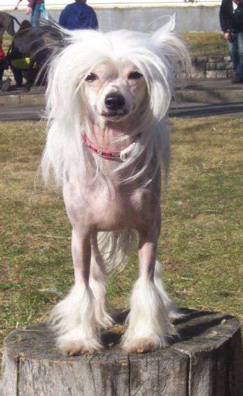 Rainbow Flower Gang Amazing Lady