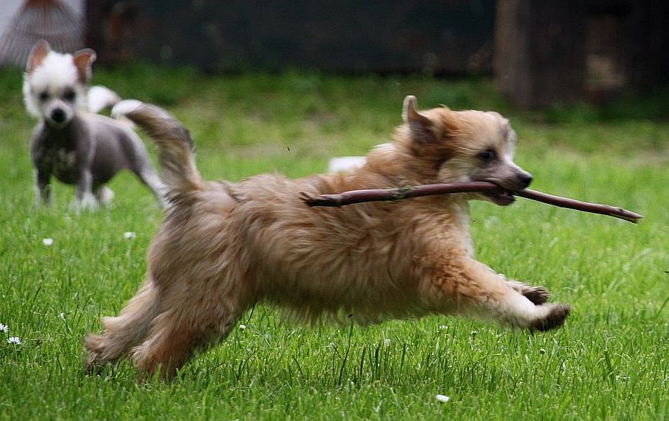 Be My Dog's Zippo Pine Shine