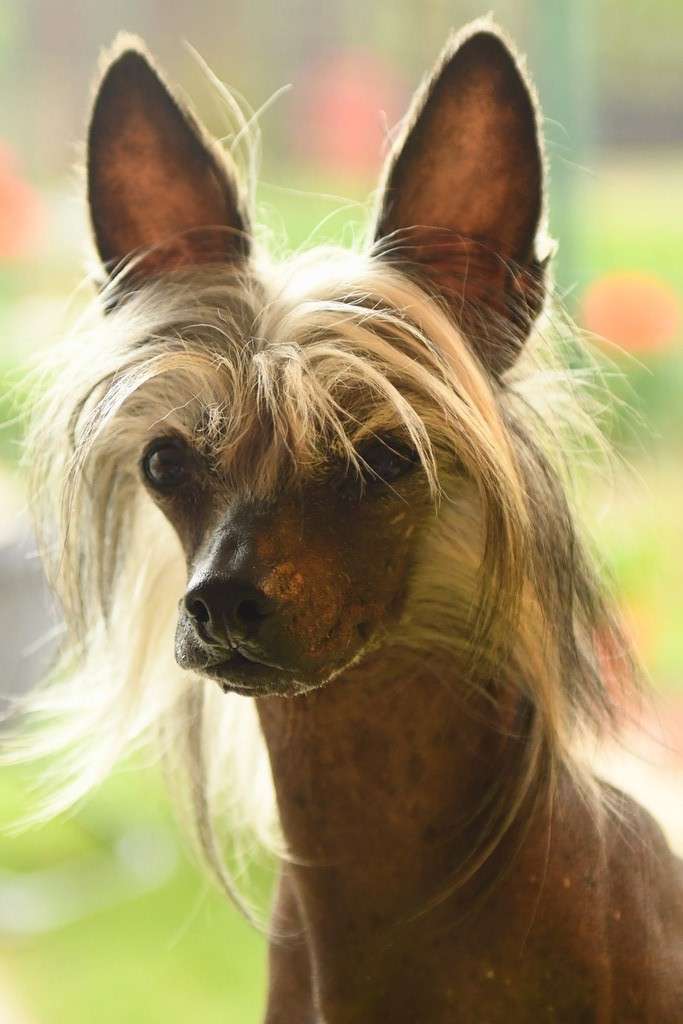 C.I.B. Argos Black & White Border