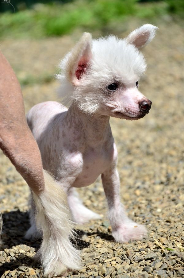 Elance Louange Rock Mafia