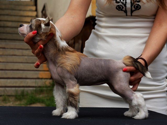  Union Of The Snaike iz Diamond Sity