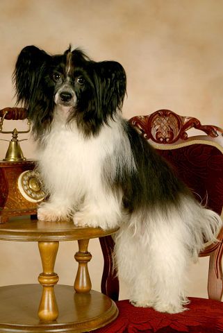 Tigran Bonus Westtai