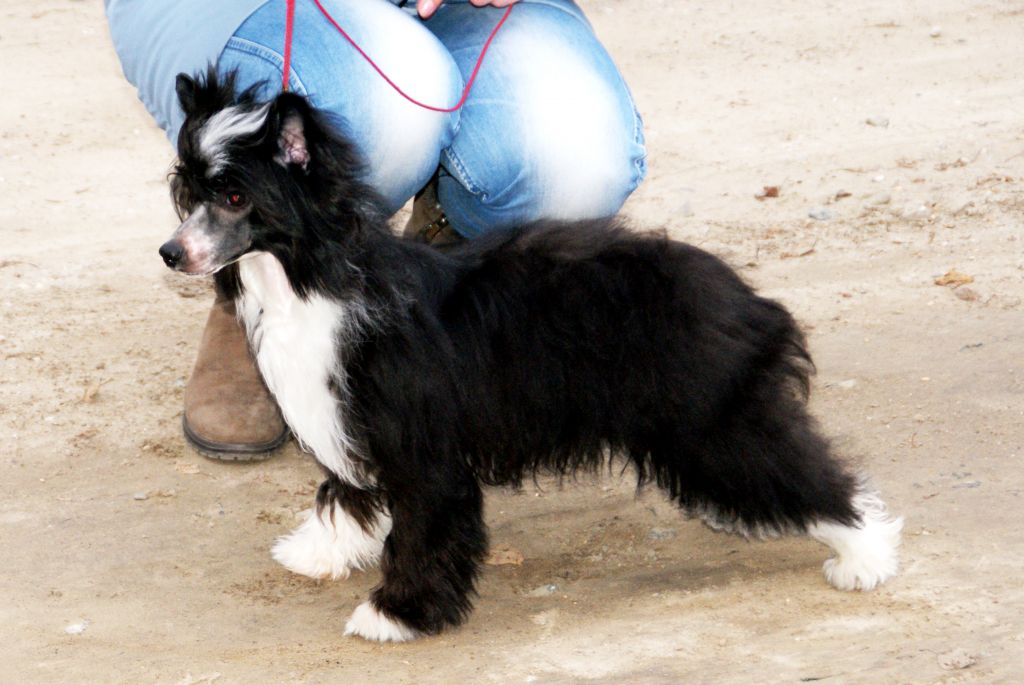 Teil'iz Vanilnyh Snow Bonus Westtai