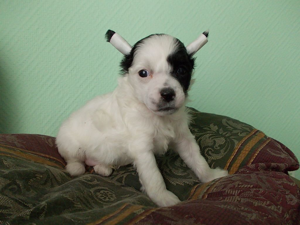 Tomika Bonus Westtai