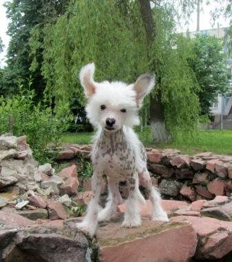 Polar Kening Almires