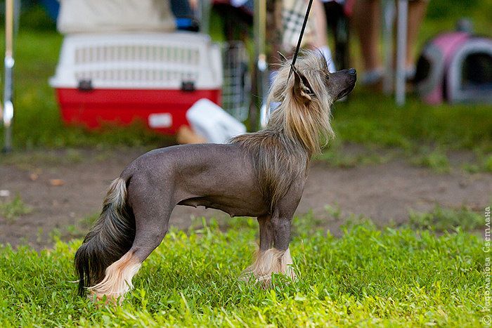 Amalina'S Brusnichka Yagodka