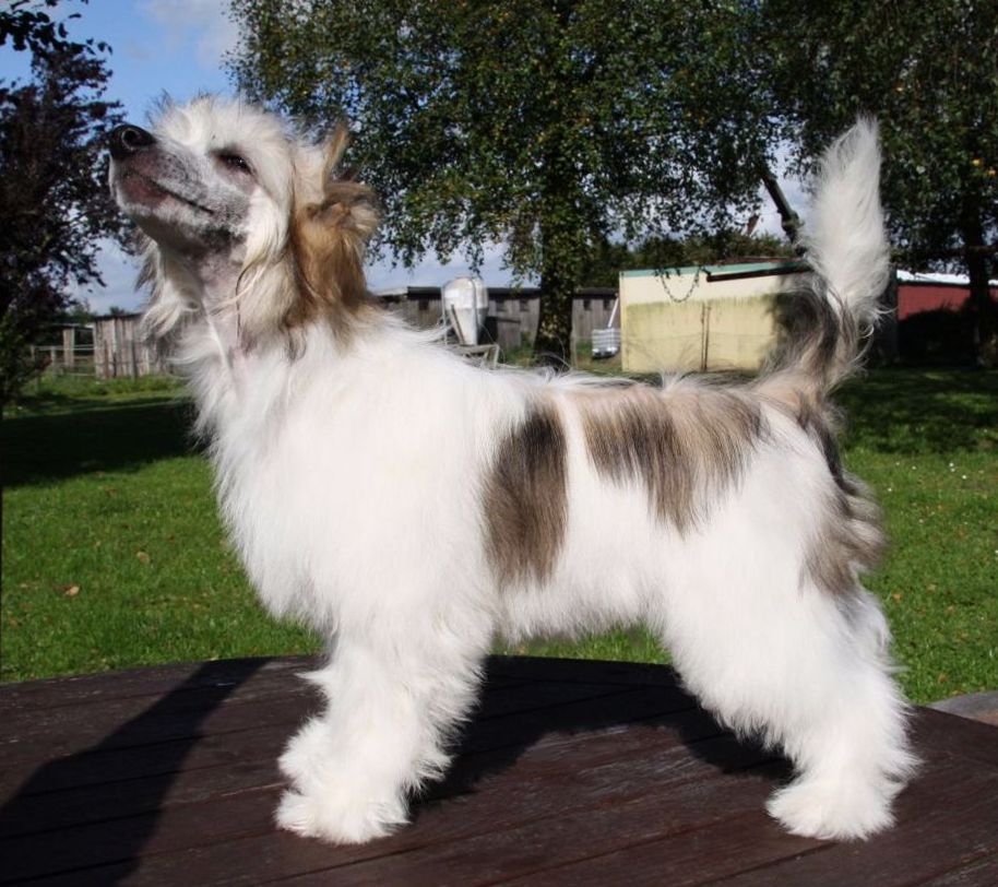 Be My Dog's Zack Attack