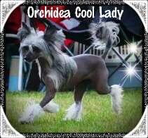Jgd. Ch. Orchidea Cool Lady