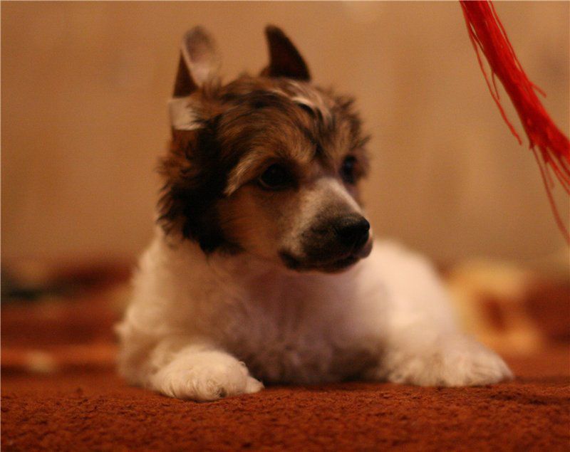 Zakoldovannyi Prince