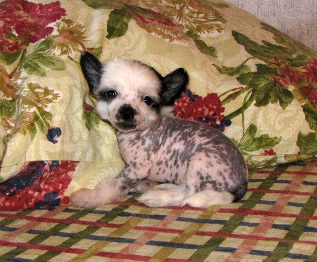 Bi-lav Plus Unikalnaya Kroshka