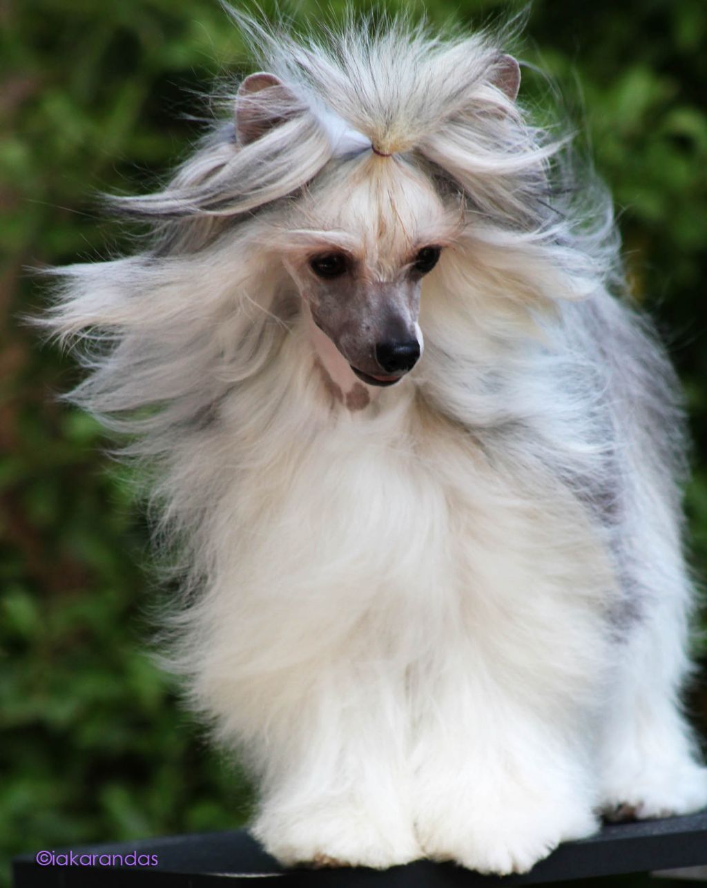 iakarandas Chica Bomb