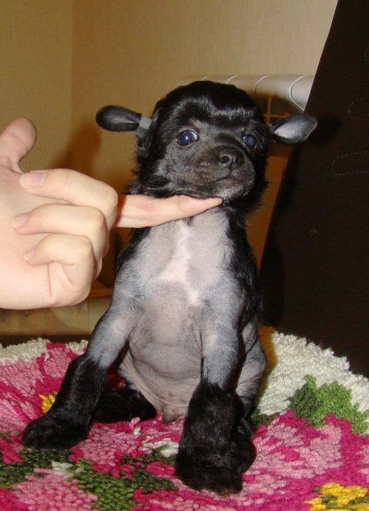 Zoreslav Iz Hohlyandii