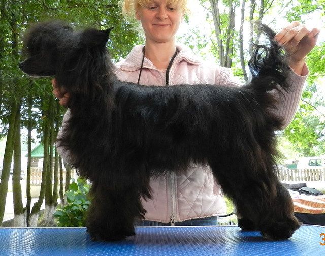 Zoritsa Iz Hohlyandii