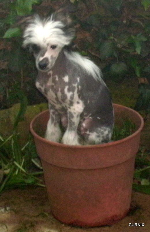 Moretonia Everso Sassy