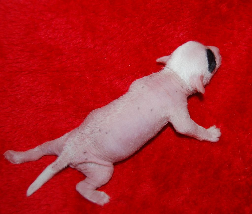 Orero Lovely  A-Exotic Dinaburg