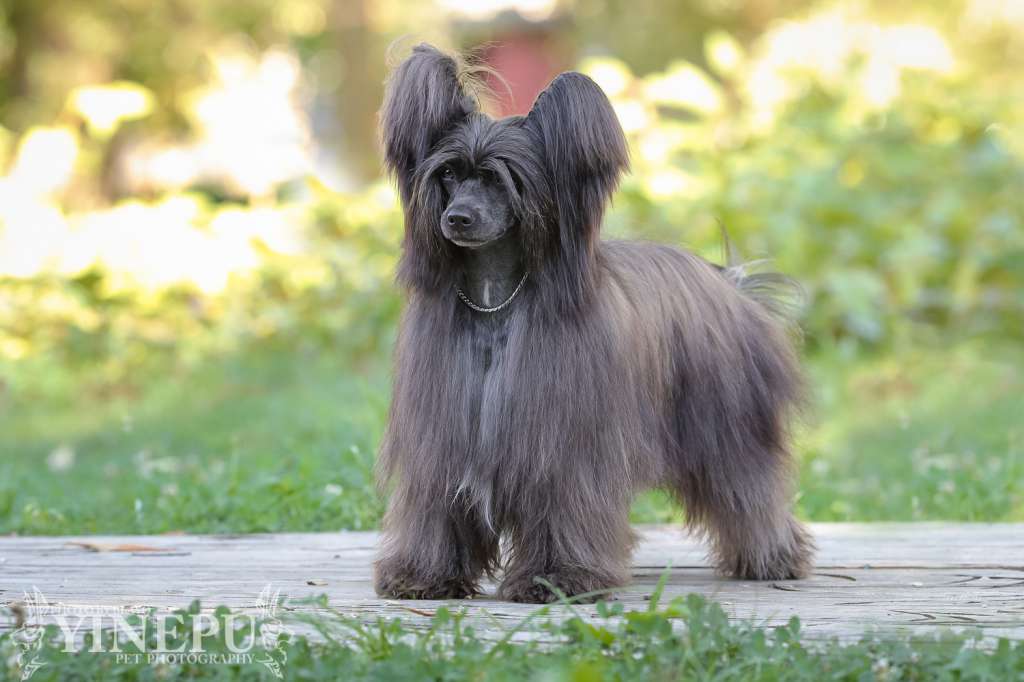 Fevy's Fanatic Freak