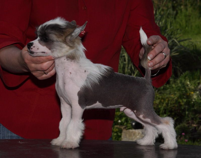 Bimmer z Jasne Hvezdy