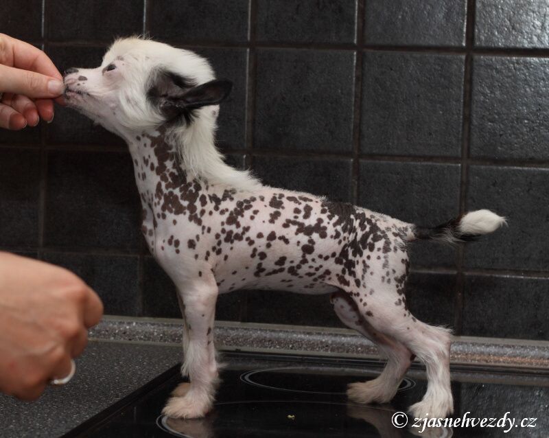 Bianca z Jasne hvezdy