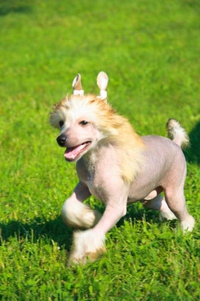 Adonis Domenico Od Sisaku