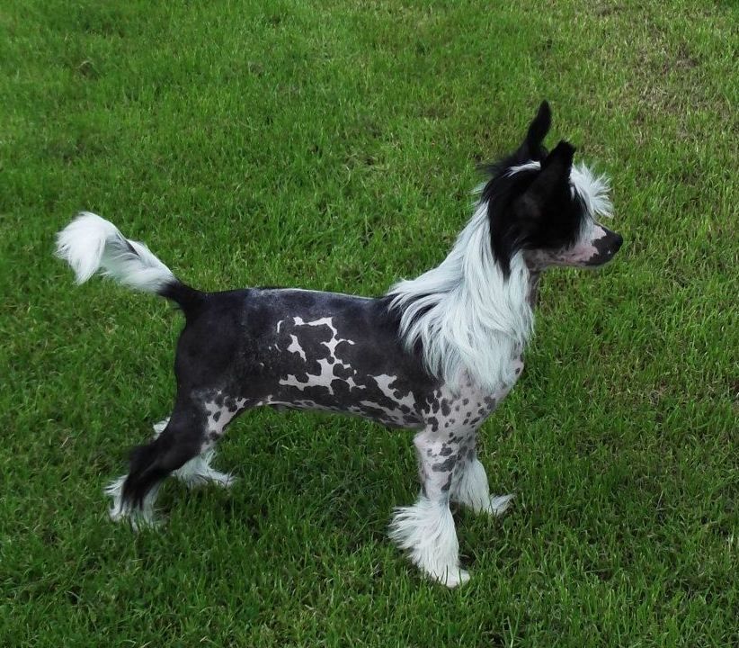 Tamarsh Duncan Disorderly