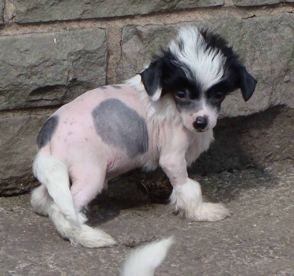 Tamarsh Stuart Little