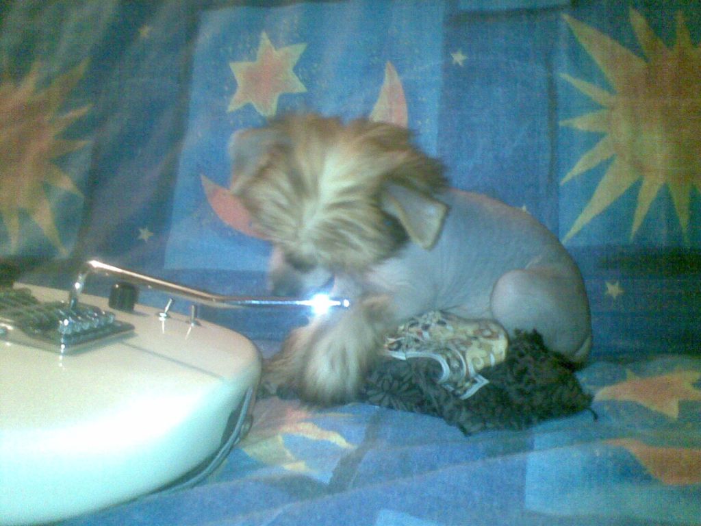 Nevsky Favorit Yura Beautiful Red