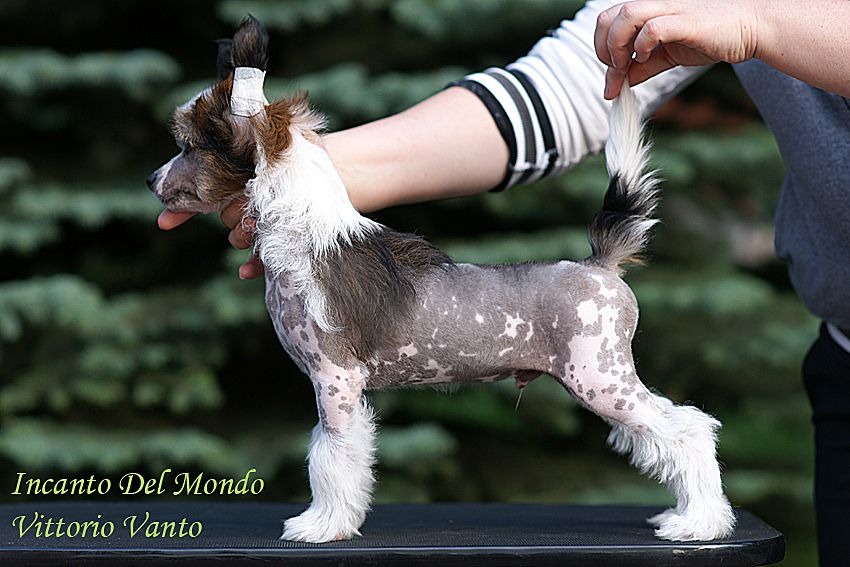 Incanto Del Mondo Vittorio Vanto