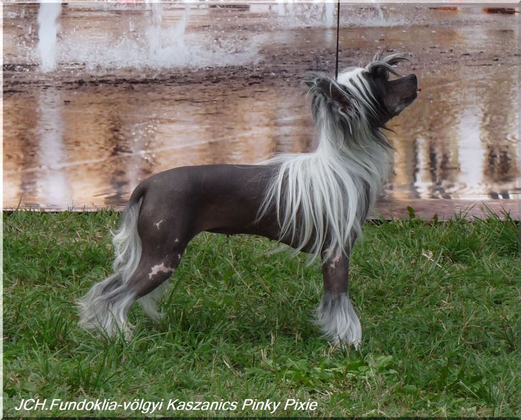 Fundoklia-völgyi Kaszanics Pinky Pixie