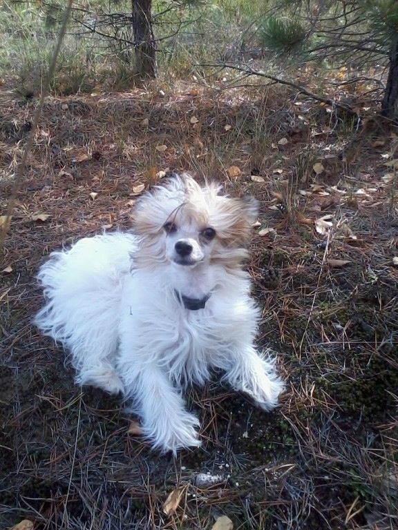 Firefly a Midnight Angel