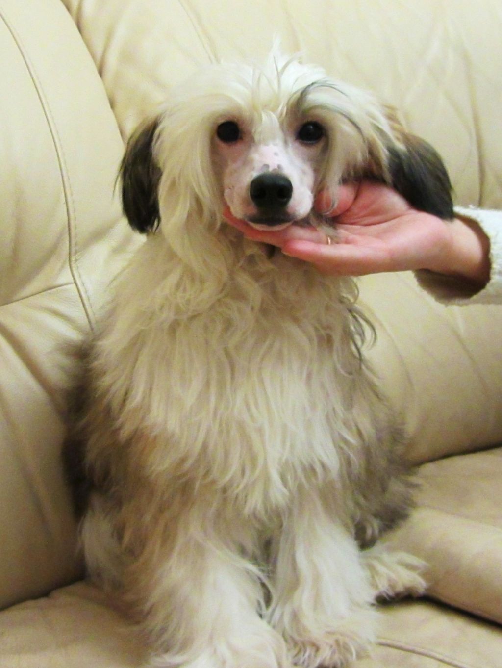 Fluffy Golden Winner